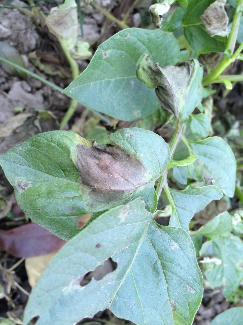 Symptoms of late blight of tomato. Photos by Ohio State U.