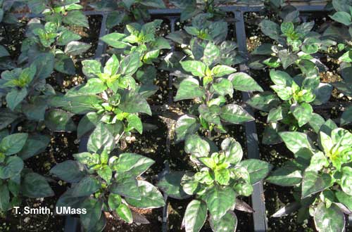 Thrips Damage on Ornamental Peppers