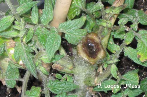 Bacterial Canker on Tomato