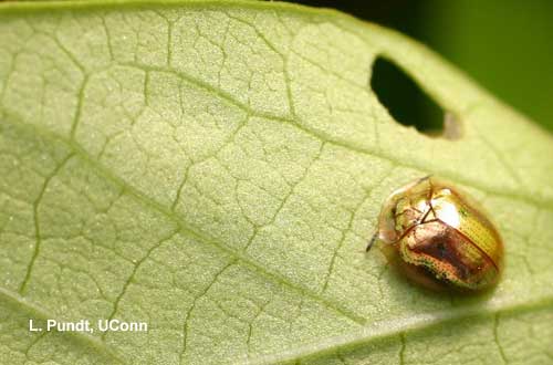 Golden tortoise beetle on Ipomoea