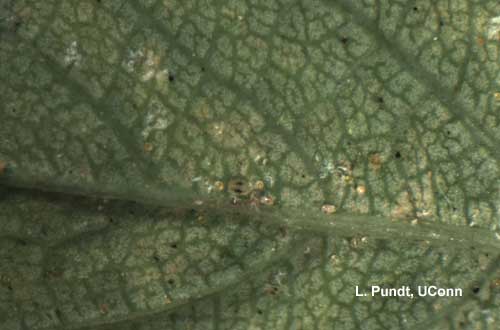 Two-spotted Spider Mites - Various stages