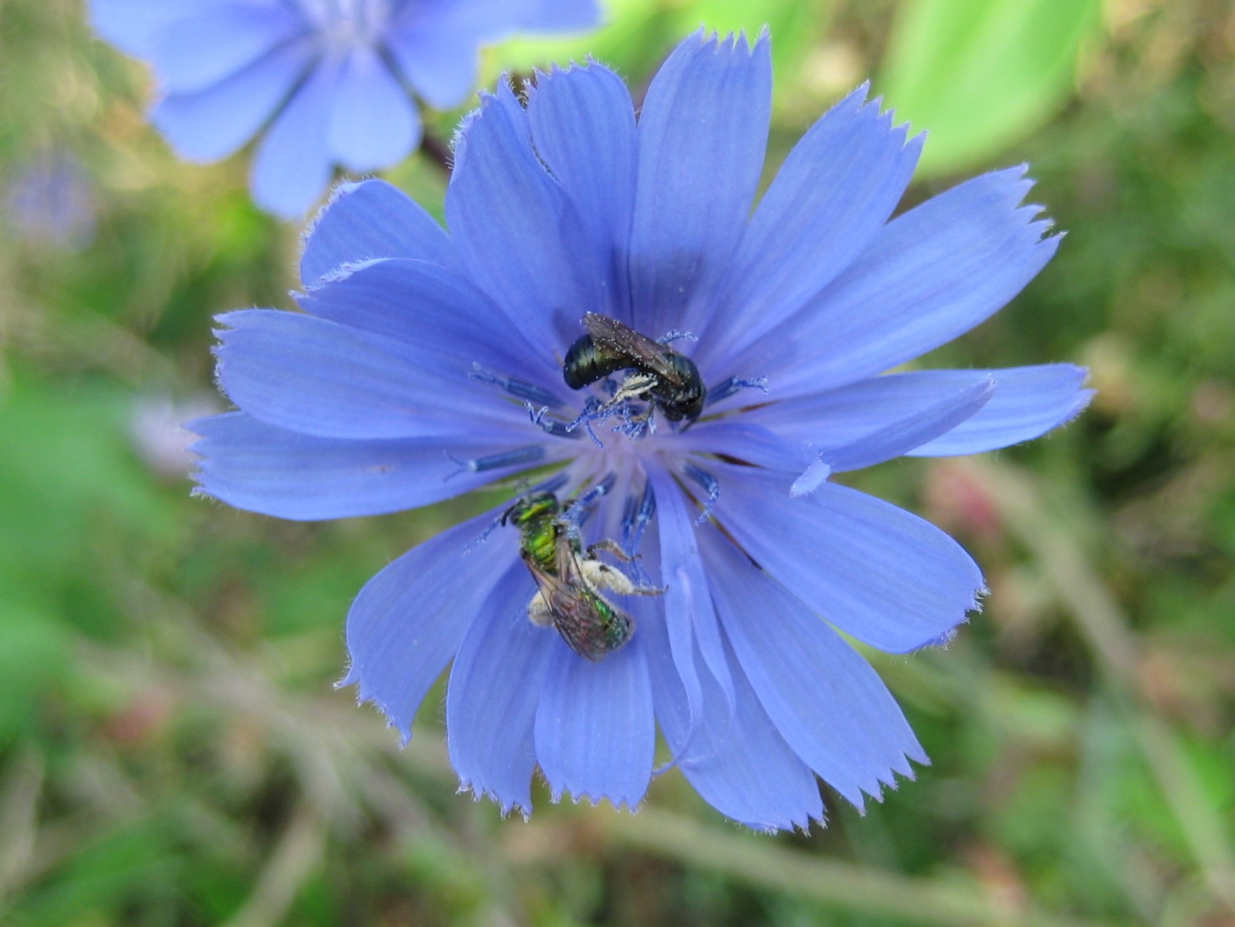 Solitary Bees on Chicory