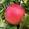 honeycrisp091624