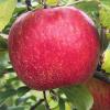 honeycrisp092324