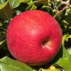 honeycrisp093024