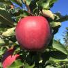 Red Delicious 10/08/15