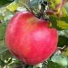 rrhoneycrisp090924