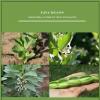 New guide for growing fava beans in Massachusetts