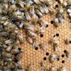 honey bee frame