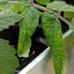 Edema on tomato leaves (J. Lanier)