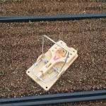 A baited mouse trap placed in a seedling tray (photo by Jim Mussoni)