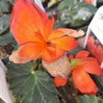 Botrytis symptoms on begonia flower. (J. Mussoni)