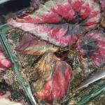 Botrytis symptoms on begonia foliage. (J. Mussoni)