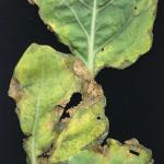 Black rot symptoms on ornamental cabbage leaves.