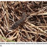 Figure 1. Common armyworm infestation observed in Massachusetts in August 2020 