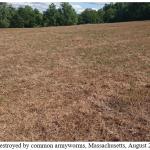 Figure 2. Pasture destroyed by common armyworms, Massachusetts, August 2020