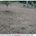 Figure 3. Damage caused by billbugs and chinchbugs in late August 2020
