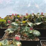 Begonias infected with INSV (J. Vance)