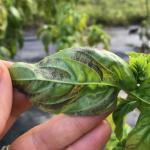 Downy mildew on basil (A. Madeiras)