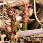 Established Japanese knotweed emerging in spring from rhizomes among dead canes from a previous growing season.