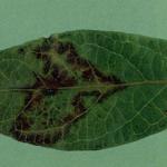 Figure 1. Line pattern observed on leaf infected with New Jersey strain of BlScV. Courtesy A. W. Stretch. Reprinted from Compendium of Blueberry and Cranberry Diseases. F. L. Caruso and D. C. Ramsdell, eds. American Phytopathological Society, St. Paul, MN.