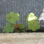 Oxalis growing on the edge of weed barrier in greenhouse