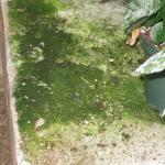 Algae growth in a greenhouse