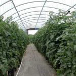 Tomatoes Grown in Containers in Free Standing Greenhouse