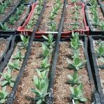 Drip system for crop growing in crates or ground beds. (photo: Tina Smith, UMass Extension)