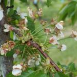05/14/13 - Rainier cherry - 50-90% petal fall