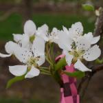 Golden russet bosc pear bloom