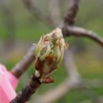 Golden russet Bosc pear 19-April, 2016