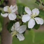 Honeycrisp apple - late bloom