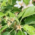 Honeycrisp apple - late bloom to petal fall
