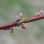 PF-14 Jersey peach - bud burst to early pink