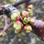 Rainier sweet cherry -- bud burst