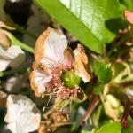 Rainier cherry -  petal fall, fruit set