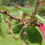 Rainier sweet cherry - petal fall/fruit set