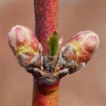 Redhaven peach-early bud burst