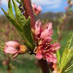 Redhaven peach - early bloom