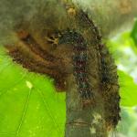 Gypsy moth caterpillars. (Image: T. Simisky) 