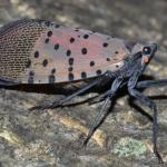 Spotted lanternfly adult at rest. Note the wings are held roof-like over the back of the insect. (Image: Gregory Hoover.)
