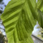 Dark green interveinal banding symptoms of beech leaf disease on an American beech (Fagus grandifolia). Photo by N. Brazee