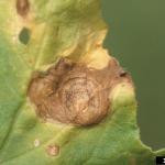 Gummy stem blight leaf lesion on cantaloupe. Photo: G. Holmes, Strawberry Center, Cal Poly San Luis Obispo, Bugwood.org