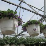 Spring hanging baskets with sachets of predatory mites