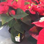 Card containing parasitic wasp pupae on poinsettia plant in greenhouse