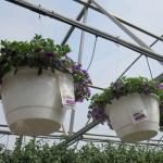 Sachets on hanging baskets containing predatory mites in greenhouse