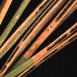 Black, oily spore-bearing structures produced by Bifusella linearis on eastern white pine (Pinus strobus)