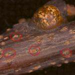 A red oak (Quercus rubra) stem with an adult lecanium scale and numerous pycnidia (spore-bearing structures), produced by Botryosphaeria, rupturing through the bark.
