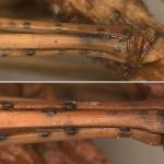 Black pycnidia produced by Diplodia sapinea, emerging through the surface of Korean pine (Pinus koraiensis) needles